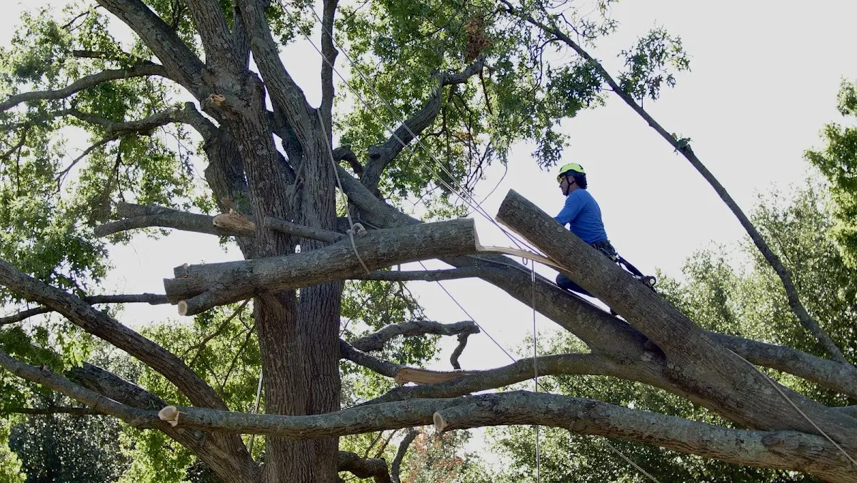 Professional Crown Thinning performed by certified arborists in Meridale