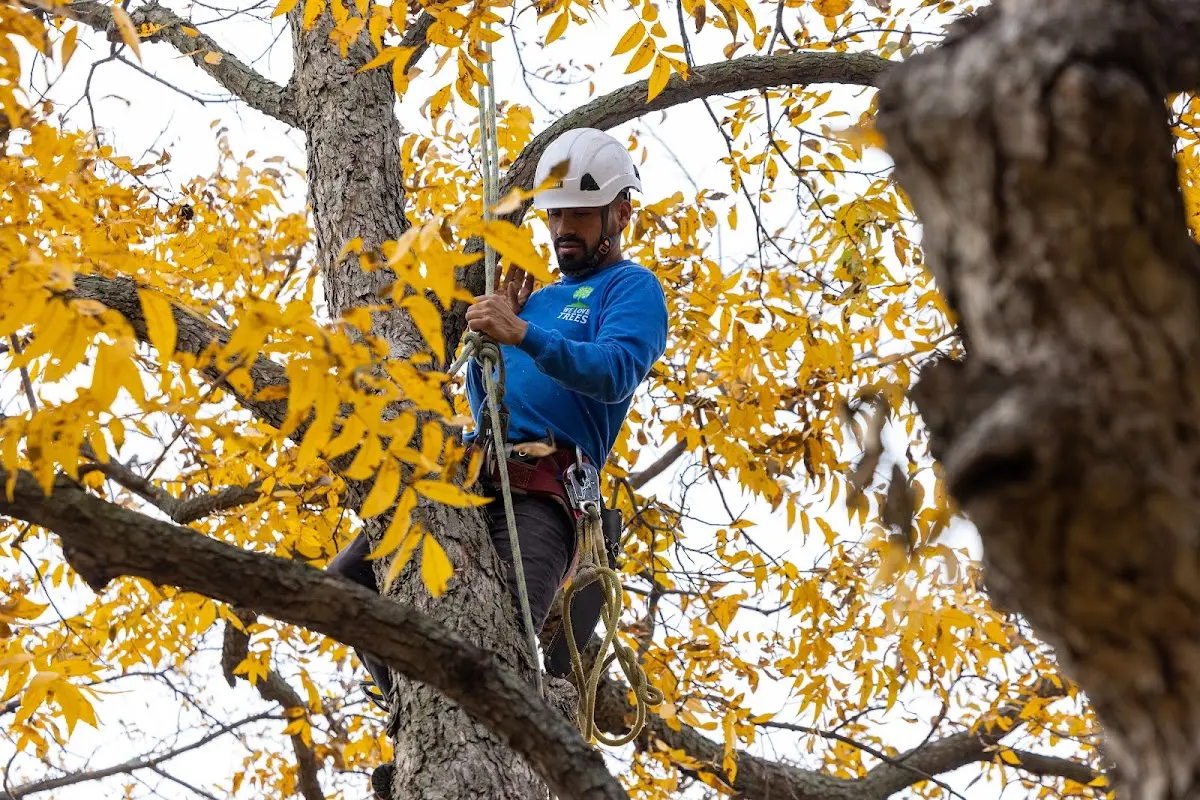 Skilled Emergency Tree Service crew working in Meridale