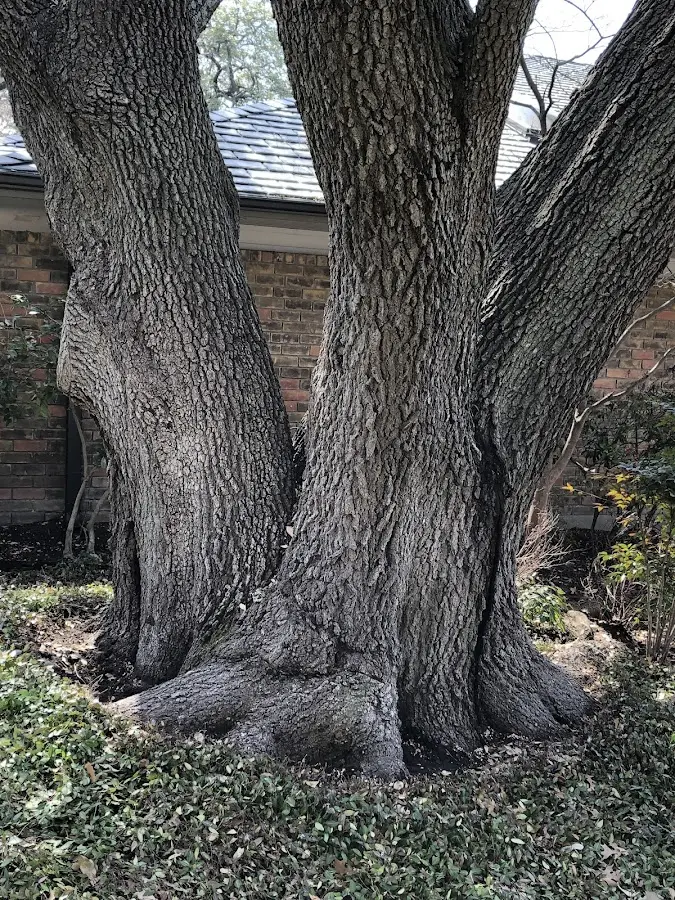 Mature heritage tree close to a Meridale property cared for by certified arborists